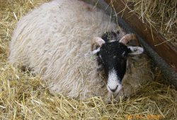 Hill Sheep, Chatsworth Farmyard & Adventure Playground Wallpaper