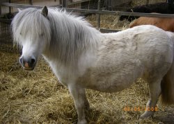 Shetland Ponies Wallpaper