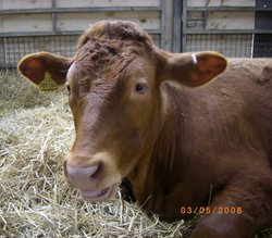 Cows, Chatsworth Farmyard & Adventure Playground Wallpaper