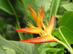 Flower in the tropical biome at Eden Wallpaper