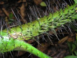 Spikes on the stem of a plant in the tropical biome at Eden Wallpaper