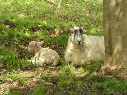 Mother and child at Mount Edgcumbe country park, Cornwall