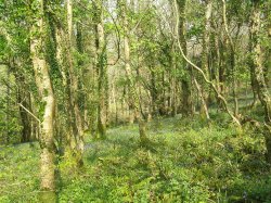 Bluebell wood at Mount Edgcumbe country park Wallpaper