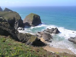 Birdsfoot Trefoil grows on the cliffs at Bedruthan Steps, Cornwall Wallpaper