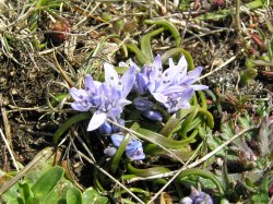 Delicate spring squill carpets the cliff top on Park Head, near Bedruthan Steps, Cornwall Wallpaper