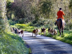 Horse and hounds