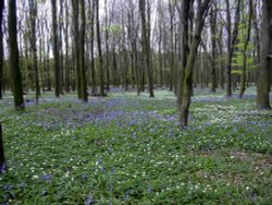 Wood Anemones in Melton Woods Wallpaper