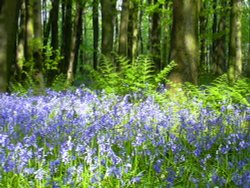 Bluebells in Melton Woods