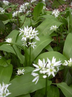 Wild Ramsons in Melton Woods