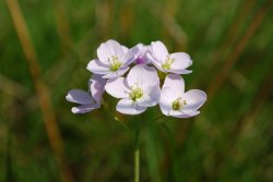 Cuckoo flower at Croxall Lakes Wallpaper