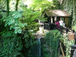 Shanklin Chine Wallpaper