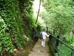 Shanklin Chine Wallpaper