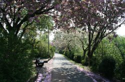 Castle Gardens full of blossom Wallpaper