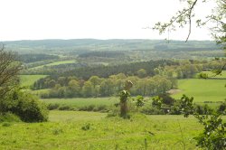 Newlands corner Wallpaper