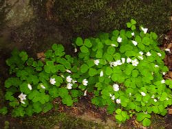 Wood anemone Wallpaper