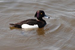 Tufted duck on Swithland Reservoir Wallpaper