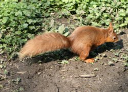 Red Squirrel seen from the nature hide at Wallington Hall, Northumberland. Wallpaper