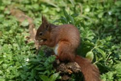 Red Squirrel seen from the nature hide at Wallington Hall, Northumberland. Wallpaper