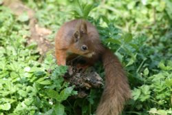 Red Squirrel seen from the nature hide at Wallington Hall, Northumberland. Wallpaper