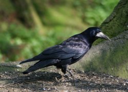 Rook as seen from the nature hide at Wallington Hall, Northumberland. Wallpaper