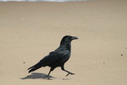 Carrion Crow doing the Goose Step on South Shield beach Wallpaper