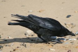 Carrion Crow on the beach Wallpaper