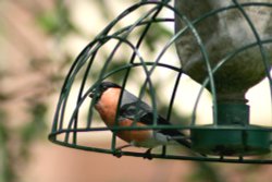 Bullfinch Wallpaper