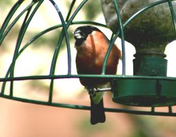 Bullfinch. Wallpaper