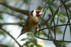 Goldfinch. Wallpaper