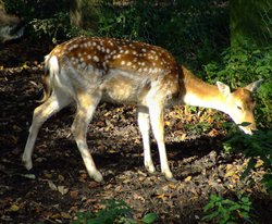 Fallow deer Wallpaper