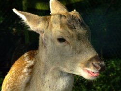 Young fallow deer Wallpaper