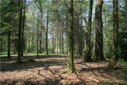 Forest Walk, Wallington Hall, Northumberland Wallpaper