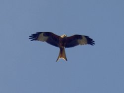 Red Kite Wallpaper