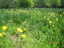 Wildflowers Wallpaper