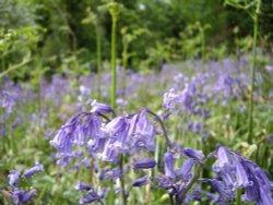 Bluebells at Saltwells