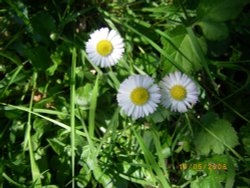 Wildflowers Wallpaper