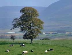 Countryside near Brougham castle. Wallpaper