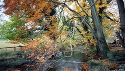 Hartforth Beck Wallpaper