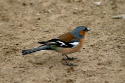 A Male Chaffinch on the river bank Wallpaper