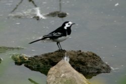 Pied Wagtail. Wallpaper