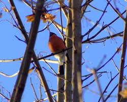 Cock bullfinch....pyrrhula pyrrhula Wallpaper