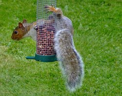 Grey squirrel....sciurus carolinensis Wallpaper