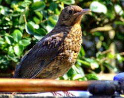 Young blackbird....turdus merula Wallpaper