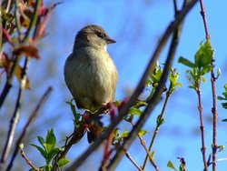 Hen house sparrow....passer domesticus Wallpaper