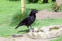 Carrion Crow Wallpaper