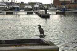 Eastbourne Marina Wallpaper