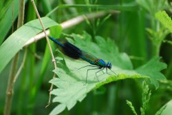 Banded Demoiselle