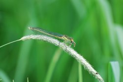 Female Common Blue Damselfly