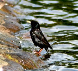 Starling bathing in boating lake, Saltwell Park, Gateshead Wallpaper