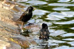 Starlings bathing in boating lake, Saltwell Park, Gateshead Wallpaper